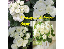 �������-Belarina-Snow .jpg