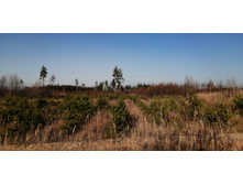 IMG 20201029 132913.jpg