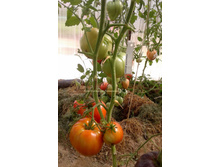 �������� ������