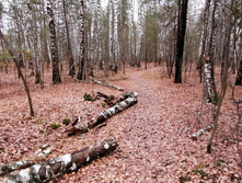 IMG 20201024 112601.jpg