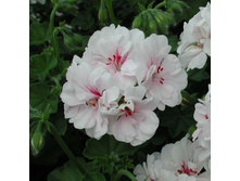 ���������� ������������ P�� Blanche Roche