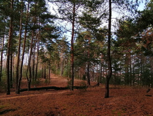 IMG 20201025 104936.jpg