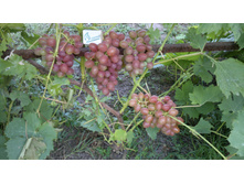 ���������.