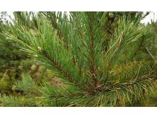 IMG 20201024 121955.jpg