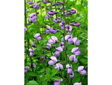 �������� Purple Smoke.jpg