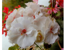 PAC-Viva Madelein�.jpg