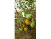 ������ �������� (������ ��������)