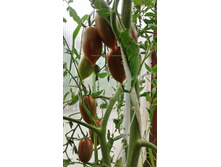 ������� ������� ��������