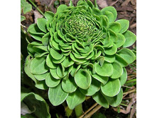 ���������� ��������.jpg