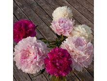 �������� �����, ������� ������������� � ����, ��������� �������.