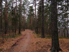 IMG 20201025 114710.jpg