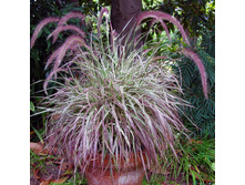 ���������� Cherry Sparkler.jpg