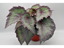 DS-Glamorous �������.jpg