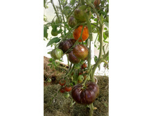 ����� �����