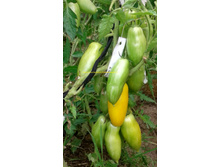 ��������� ����