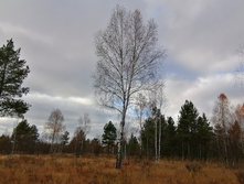 IMG 20201017 141742.jpg