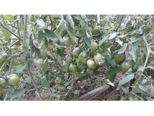 �������� ������