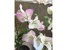 ����������� Magic (�.�) - 350 ���.