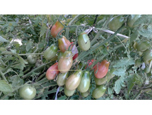 ������� ����