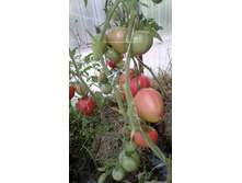 ������� �� ���������