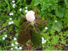 �������� �����.jpg