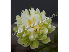 ���� ����* ���� ����������������