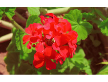 5f27d132400da iab1q2snx.jpg