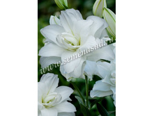 2021 ����� ���� ����� ��������� ��������