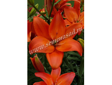 2021 ��� ��� ����� ���������