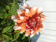 IMG 20200926 142722.jpg