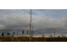 IMG 20201115 120750.jpg