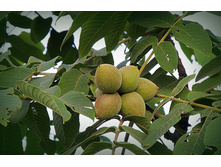 ���� ������������ 2-����� �2 40-50 436.00