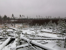 IMG 20201129 104108.jpg