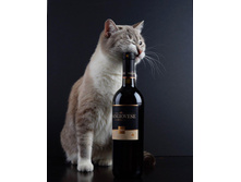 ��� ���� ��������!