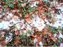 20201114 � ������� 1212.jpg