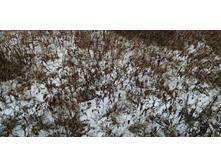 IMG 20201115 134733.jpg