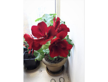 1 ���������� ������������ Great Balls of Fire Red Velvet