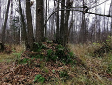 IMG 20201101 110124.jpg