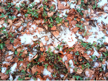 20201114 � ������� 1211.jpg