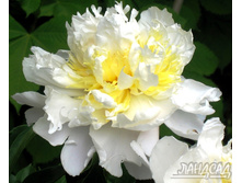 ������ ���* ���� ����������������