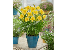 2021 ������������ ���� �������� ���������