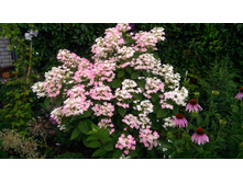 IMG 20190712 082119.jpg