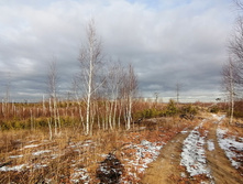 IMG 20201115 121150.jpg