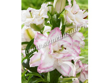 2021 ���������� ����� ��������� ��������