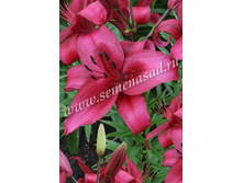 2021 �������� ���� ����� ��-������