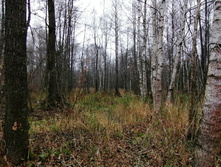 IMG 20201101 110944.jpg