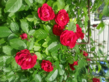 IMG 20200621 132518.jpg