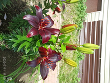 IMG 20200711 110849.jpg