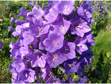 ����������� ��������������