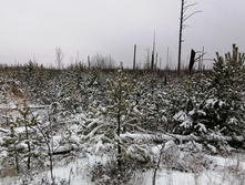 IMG 20201129 102038.jpg